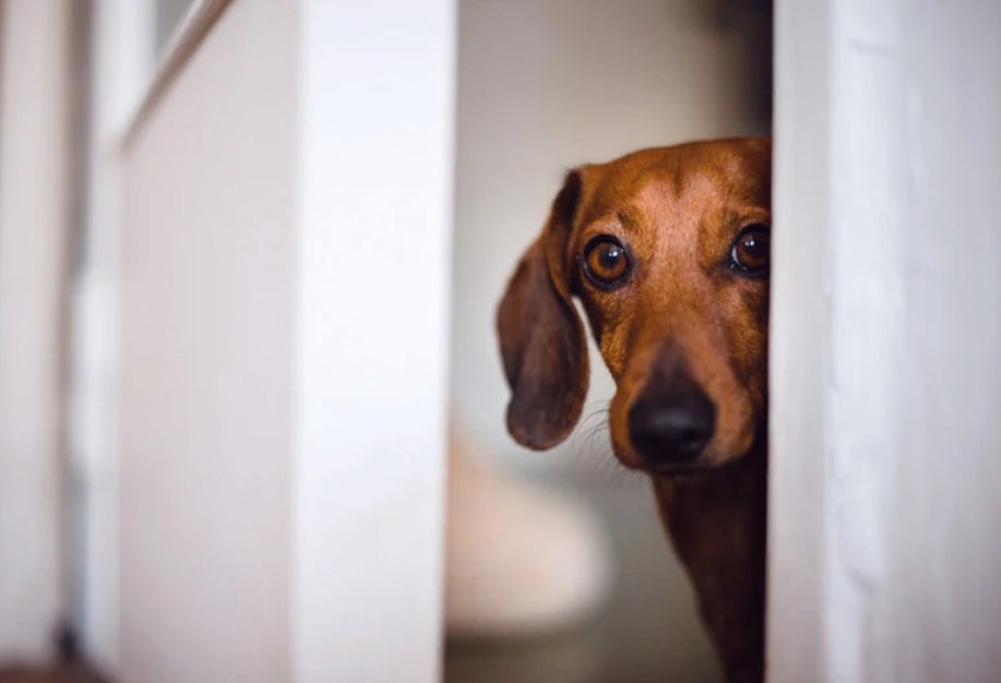 Warum bellen Hunde, wenn es klingelt?