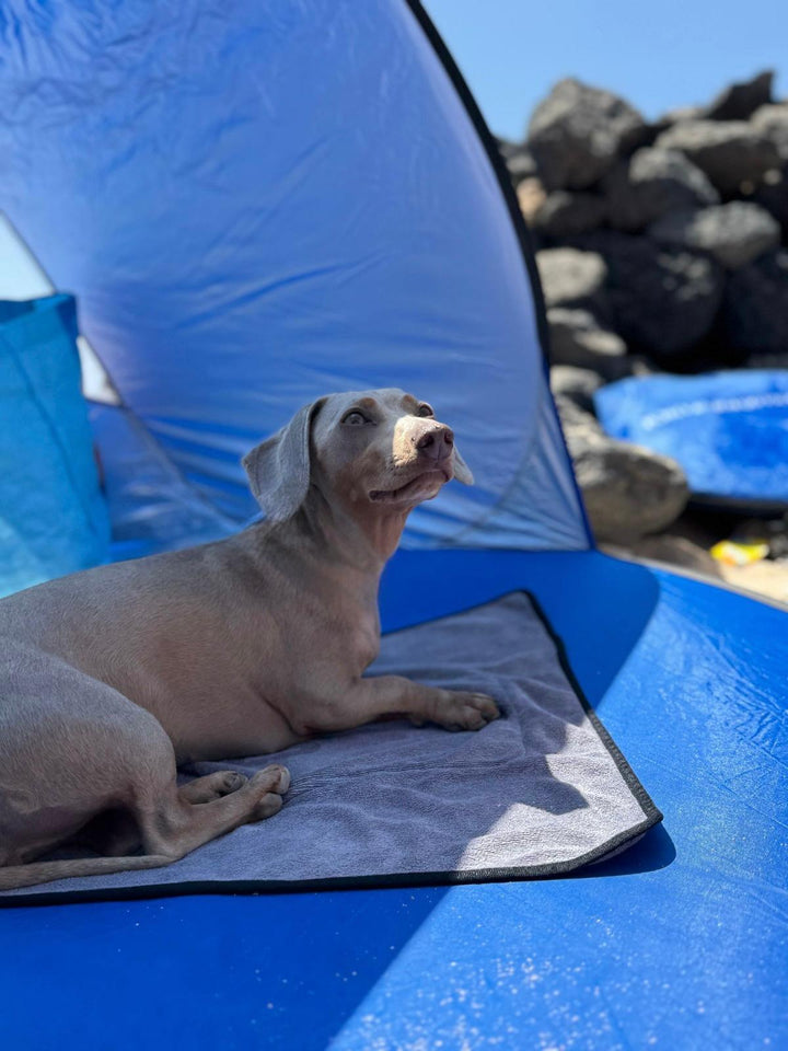 SNIFFLS® Hundehandtuch (2er-Pack)