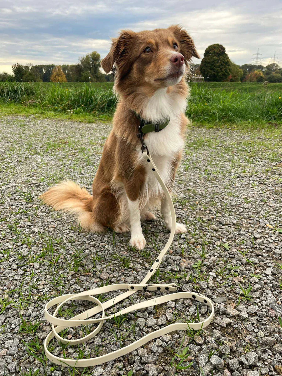 Deshalb sollte jeder Hundebesitzer unsere SNIFFLS Leine haben!