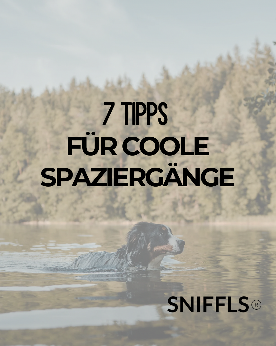 Sommerhitze & Hunde – 7 Tipps für kühle Spaziergänge