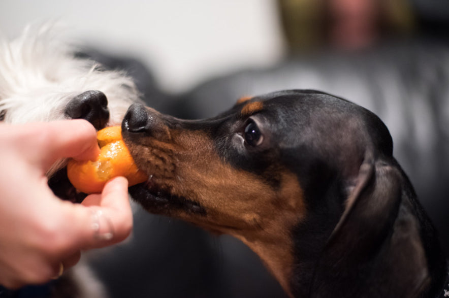 Dürfen Hunde Zitrusfrüchte essen?