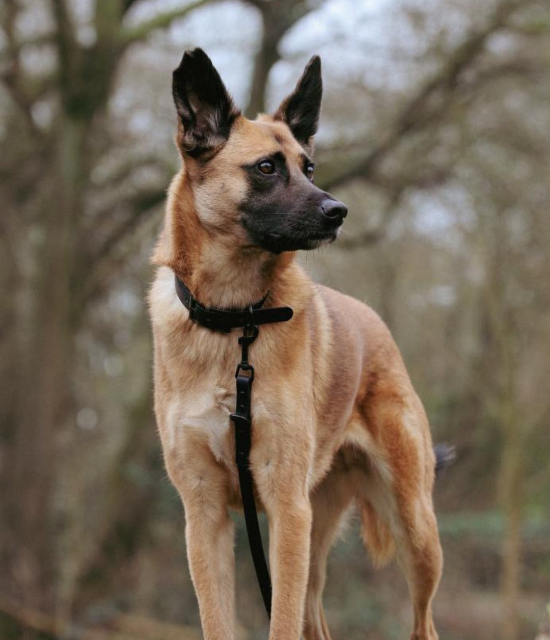10 Vorteile eines Hundehalsbandes