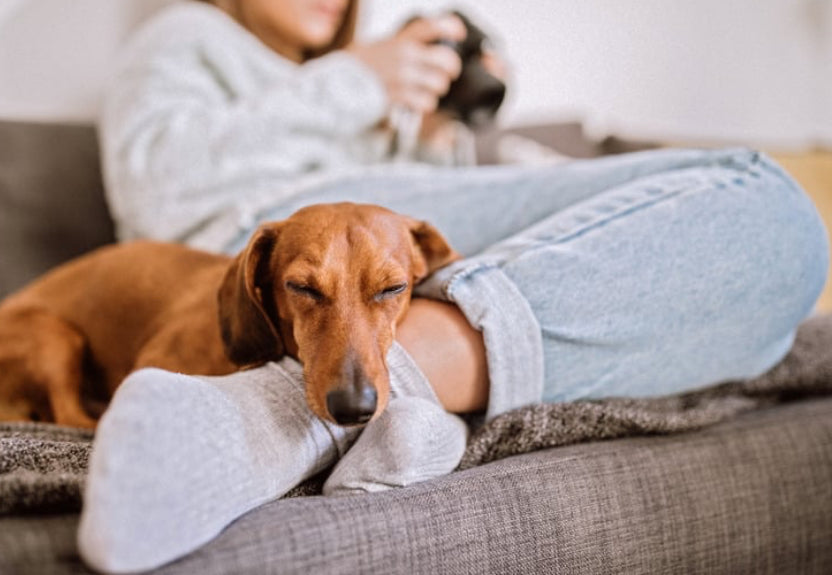 Darf dein Hund aufs Sofa?
