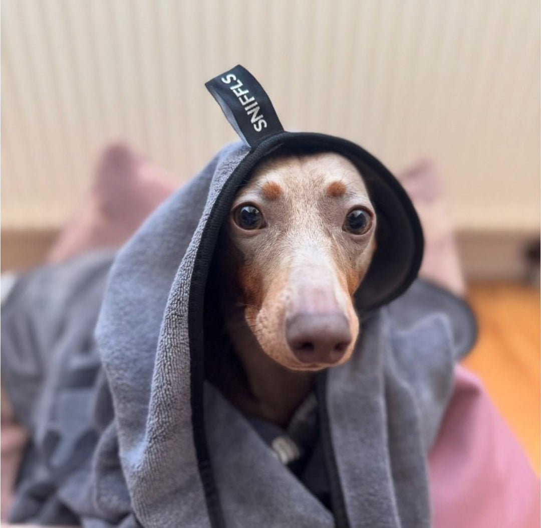 5 Gründe, warum hochwertige Handtücher für Hunde ein Gamechanger sind