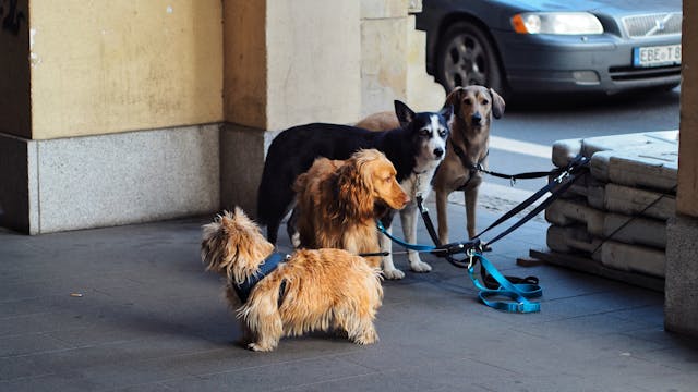 teuerste hund der welt