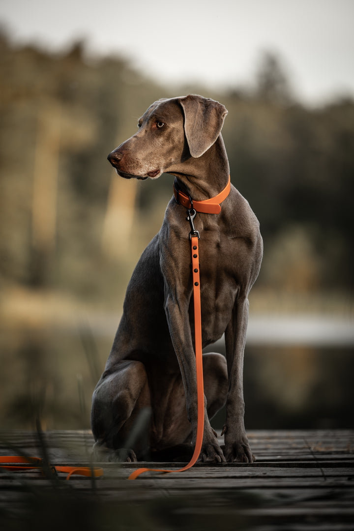 SNIFFLS® Hundehalsband