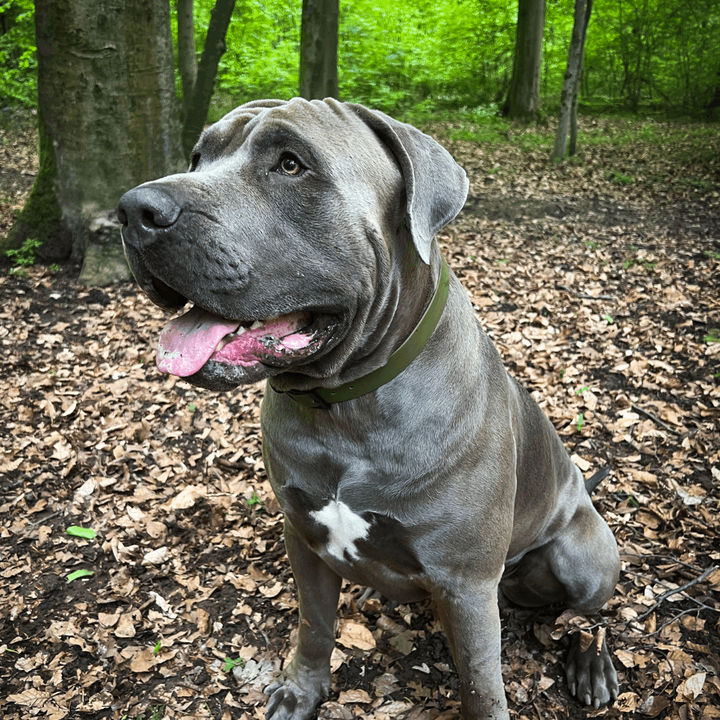 hundehalsband große hunde