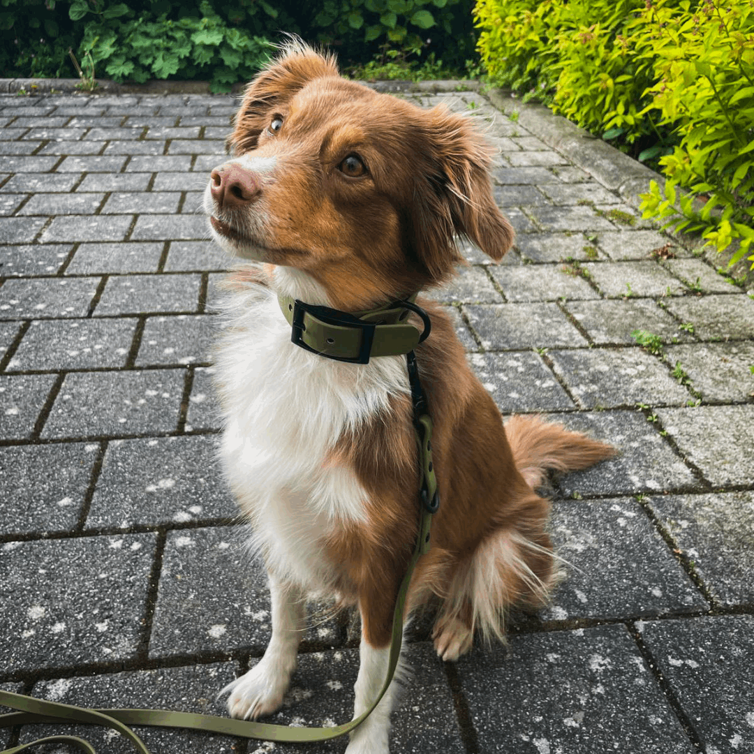 hundehalsband mittlere hunde