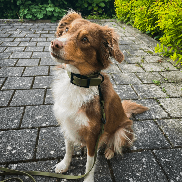 hundehalsband mittlere hunde